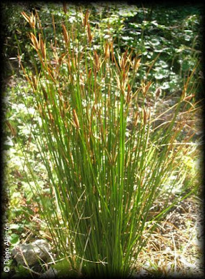 Junco canasto (Marsippospermum grandiflorum)