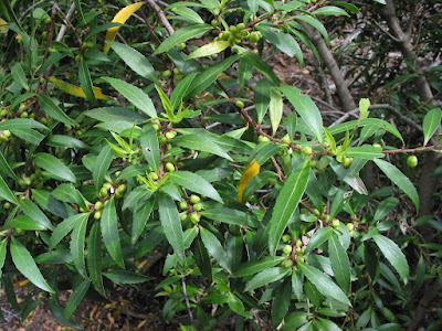 flora patagonica