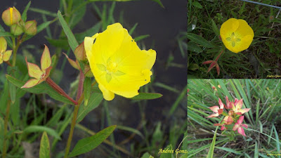 Ludwigia bonariensis