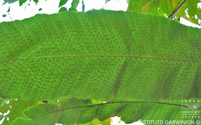 Campyloneurum tucumanense