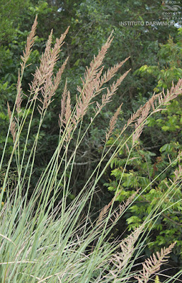 Paja colorada (Paspalum haumanii)