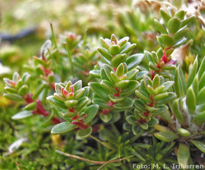 Chaura chica (Gaultheria pumila)
