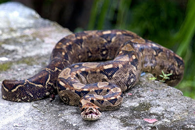 Ampalagua Boa constrictor