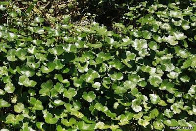 Hydrocotyle ranunculoides