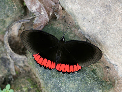 Mariposa alas sangrantes (Biblis hyperia)