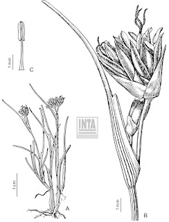 flora de las malvinas