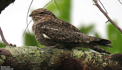 Lesser Nighthawk