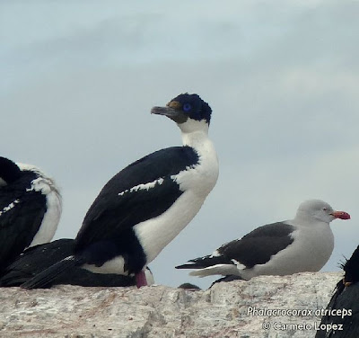 Cormorán imperial Phalacrocorax atriceps