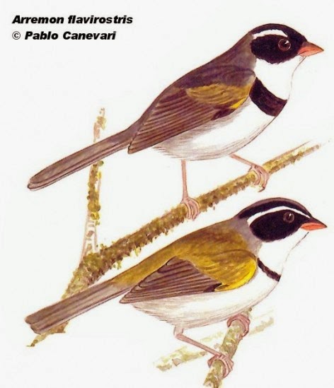 Saffron billed Sparrow