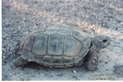 Tortuga terrestre patagonica Tortuga terrestre patagónica Chelonoidis donosobarrosi