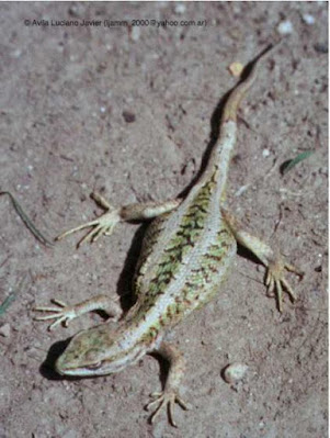Lagartija del Aconcagua (Liolaemus fitzgeraldi)