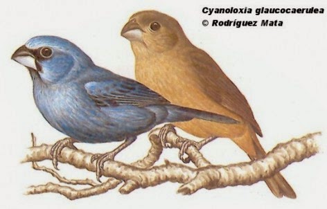 Glaucous blue Grosbeak