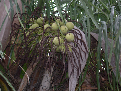 Mbocay Acocomia aculeata