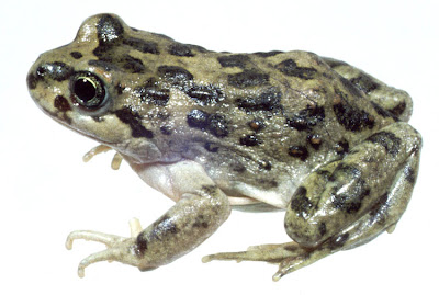 Ranita solitaria anfibios de Argentina Ranita solitaria Atelognathus solitarius