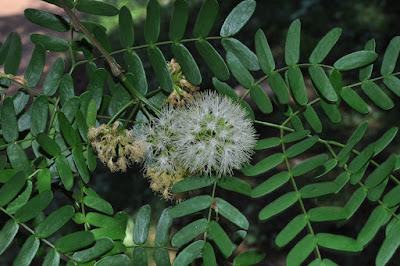 Tatané (Chloroleucon tenuiflorum) hojas