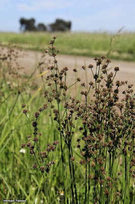 Juncus pallescens