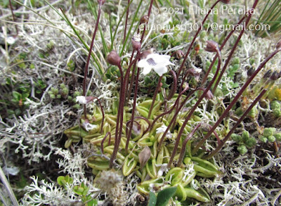 plantas carnivoras de argentina