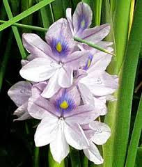 Pontederia crassipes