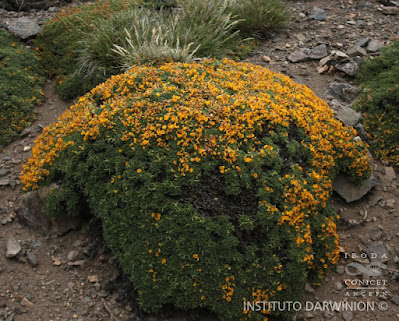 arbusots de los altos andes