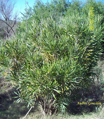 Mata ojo Pouteria salicifolia
