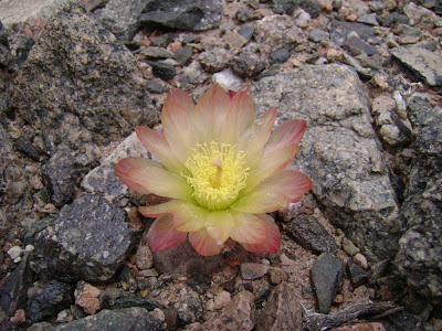 Puna bonniae