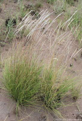 Espartillo (Elionurus muticus)