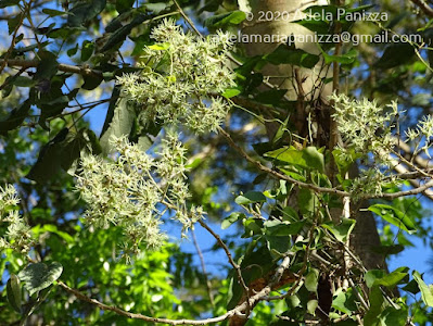 Loro blanco (Bastardiopsis densiflora)