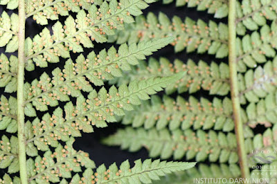 Chachí (Dicksonia sellowiana)