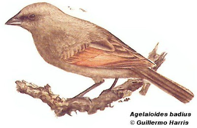Tordo músico Agelaioides badius