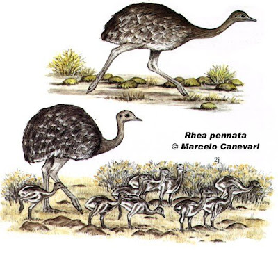 Suri cordillerano Pterocnemia pennata