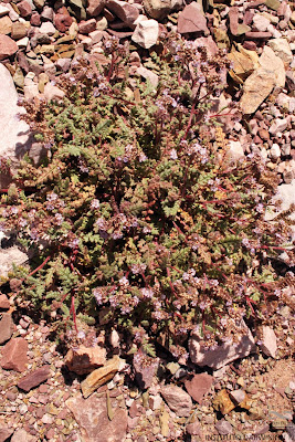 flora de los altos andes Putina