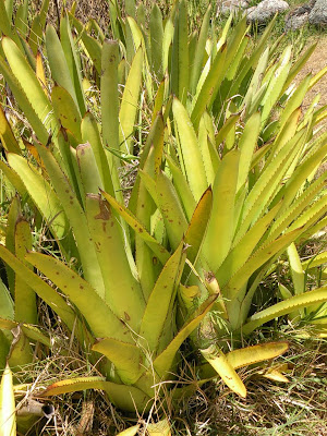 Caraguatá Aechmea disticantha