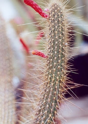 cactus de argentina Cola de gato Cleistocactus baumannii