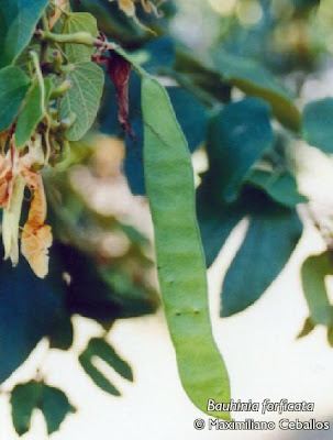 arboles argentinos Pata de vaca Bauhinia forficata