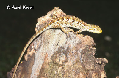 camaleoncito selvatico Camaleoncito selvático Anisolepis grillii
