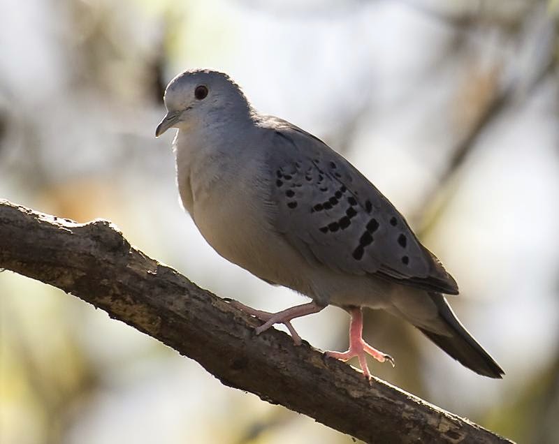 Palomita azulada, Claravis pretiosa