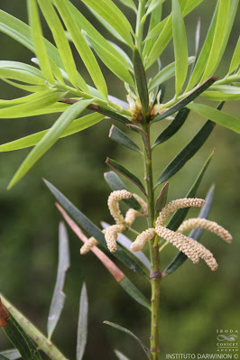 Pino del cerro (Podocarpus parlatorei)