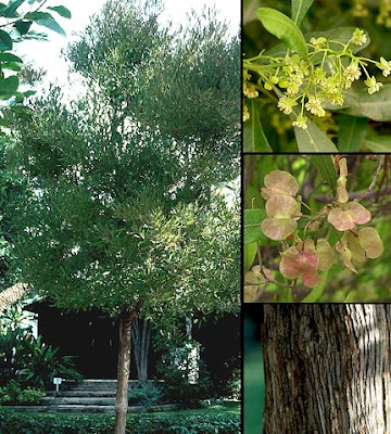 Chirca Dodonaea viscosa