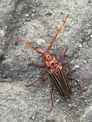 coleopteros argentinos Cerambicido rojo (Chydarteres striatus)