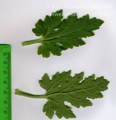 hierbas de las sierras Blumenbachia hieronymi