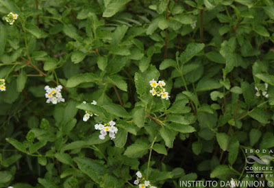 flora del monte