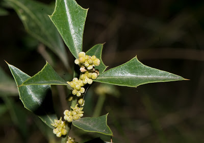 Sombra de toro Jodina rhombifolia