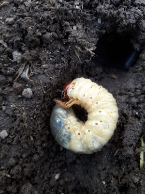 larva de Cascarudo (Diloboderus abderus)