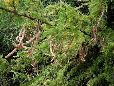 Ñandubay Prosopis affinis