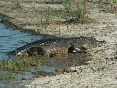 Yacaré negro Caiman yacare