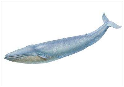 Ballena azul Balaenoptera musculus