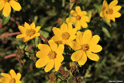 Bidens laevis
