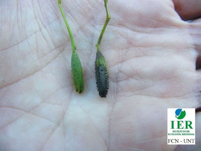 fruto de Zapallo caspi (Pisonia zapallo)