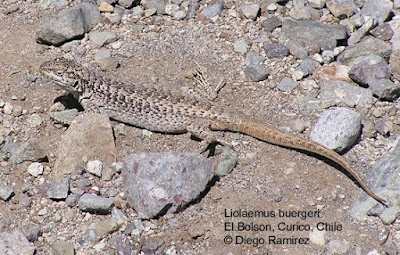 Lagartija parda (Liolaemus buergeri)