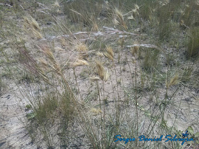Aristida (Aristida murina)